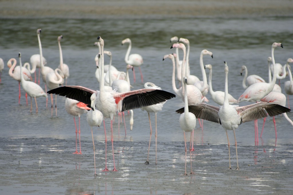 Greater Flamingos  Nishad H. Kaippally
